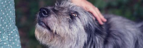 local wildlife charities|8 animal welfare foundations making a difference in the Philippines.